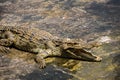 Closeup of a crocodile resting in shallow water with its jaw open Royalty Free Stock Photo