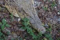 Closeup of the crocodile (Crocodylidae) lying on the ground with leaves and stones