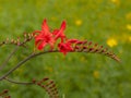 Crocosmia flower spike with red flowers and buds