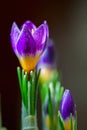 Closeup crocus on darck background with with dew drops, real reflection light. Concept of spring, greetings, holidays Royalty Free Stock Photo