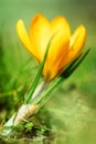 Closeup of a crocus flavus flower in front of green grass, spring background