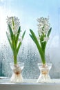 Closeup of Crocus growing in fresh water, plant on a windowsill . Two white bunches of flowers adding to the beauty in