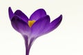 Closeup of a Crocus vernus under the lights against a white background Royalty Free Stock Photo