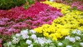 Closeup and crop Colorful flowers in the garden