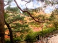 Closeup and crop colorful landscape maple trees in Kyoto