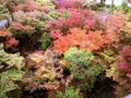 Closeup and crop colorful landscape maple trees in Kyoto