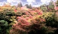 Closeup and crop colorful landscape maple trees in Kyoto