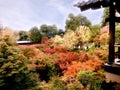 Closeup and crop colorful landscape maple trees in Kyoto