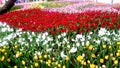 Closeup and crop colorful tulips in garden. A beautiful of flowers