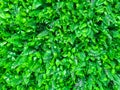 Decoration plastics wallpaper and floor in a small green plants shape background