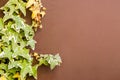 Closeup and crop ivy green leaves climbing covered on brown building wall background Royalty Free Stock Photo