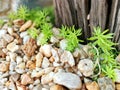 Closeup and crop Little Rock and small Succulents plant