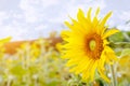 Closeup and side view of sunflower on blurry field flowers with sun flare and blue sky background Royalty Free Stock Photo