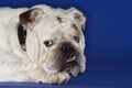 Closeup Of Cropped Bulldog Lying Down Royalty Free Stock Photo