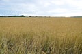 Closeup cropped image of a golden field of wheat Royalty Free Stock Photo