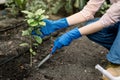 Closeup cropped image of hands of young woman in blue rubber gloves, holding gardening spade, planting the lemon tree Royalty Free Stock Photo