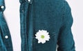 Closeup cropped image of handsome man in blue shirt with a flower in pocket, posing over white wall. Royalty Free Stock Photo