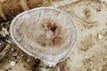 Closeup. Cross section of a tree trunk. Flat lay. Wood texture from cut pine tree trunk. Selective focus.