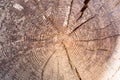 Closeup of cross section of tree trunk with rings Royalty Free Stock Photo