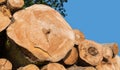 Closeup of cross sections a stacked wood logs on pile with clear blue sky background Royalty Free Stock Photo