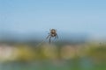 Closeup of a cross spider in its spider web Royalty Free Stock Photo