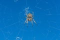 Closeup of a cross spider in its spider web Royalty Free Stock Photo