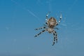 Closeup of a cross spider in its spider web Royalty Free Stock Photo