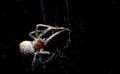 Closeup of a cross spider in its web Royalty Free Stock Photo