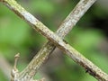 Closeup cross X of a tree branch