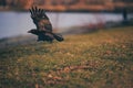 Closeup of a crow in flight over green grass and blue water Royalty Free Stock Photo