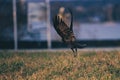 Closeup of a crow in flight over green grass, wings spread widely Royalty Free Stock Photo