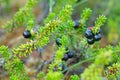 Crowberries, Empetrum nigrum Royalty Free Stock Photo