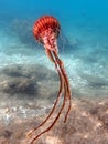 Closeup of a Crown jellyfish in the sea