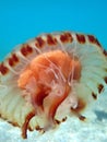 Closeup of a Crown jellyfish in the sea