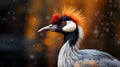 Closeup crowned crane with blurred background