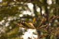 Closeup of crunchy green leaves on a tree branch in autumn