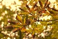 Closeup of crunchy green leaves on a tree branch in autumn