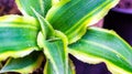 Closeup of Cryptanthus leaves Royalty Free Stock Photo