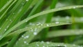 Closeup, crystal water drops on green grass, blurred background, selective focus Royalty Free Stock Photo