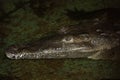 Closeup of A Cuban Crocodile Royalty Free Stock Photo