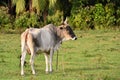 Closeup of a cuban ox with huge hornes on a green field