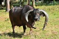Closeup of a cuban ox with huge hornes on a green field