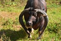 Closeup of a cuban ox with huge hornes on a green field