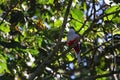 Closeup of a Cuban trogon perched on a tree branch
