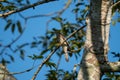 Closeup of a cuckoo perched on a tree limb in a sunny outdoor setting. Royalty Free Stock Photo