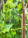 Closeup of cucumber plant with flower and hanging thread