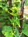 Closeup of cucumber plant with flower and hanging thread Royalty Free Stock Photo