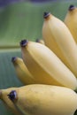 Closeup cultivated banana