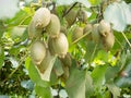 Ripe kiwi fruits agricultural crop harvest ready