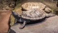 Closeup of a cumberland slider turtle with another turtle in the background